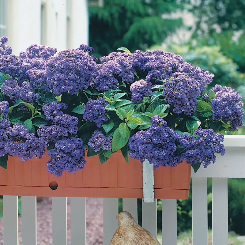 Plant heliotrope nearby and keep the promise realistic