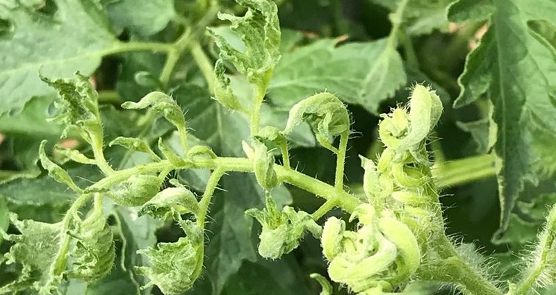 Escalate when new growth or fruit shows warning signs