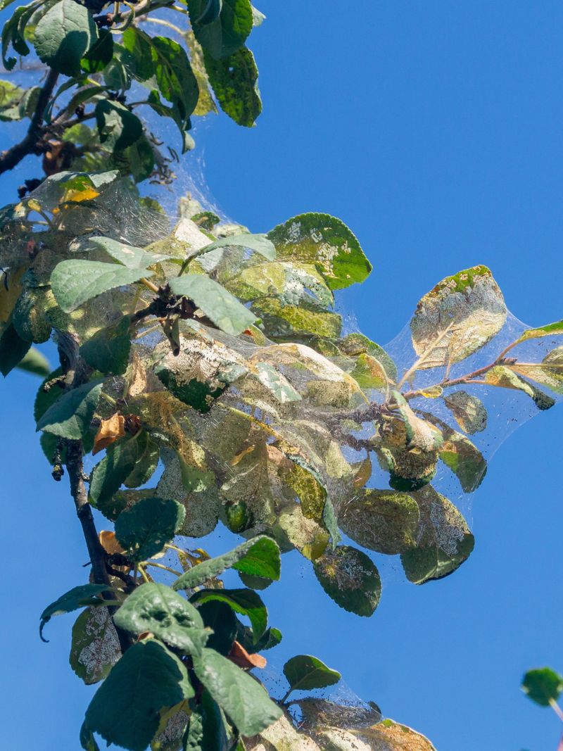 Escalate when tree health or safety makes simple action insufficient