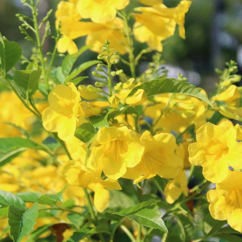 Esperanza (Yellow Bells)