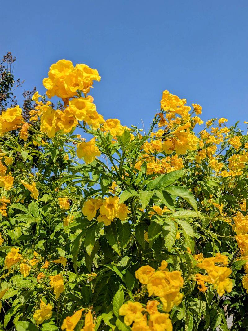 Esperanza (Yellow Bells) Esperanza (Yellow Bells)