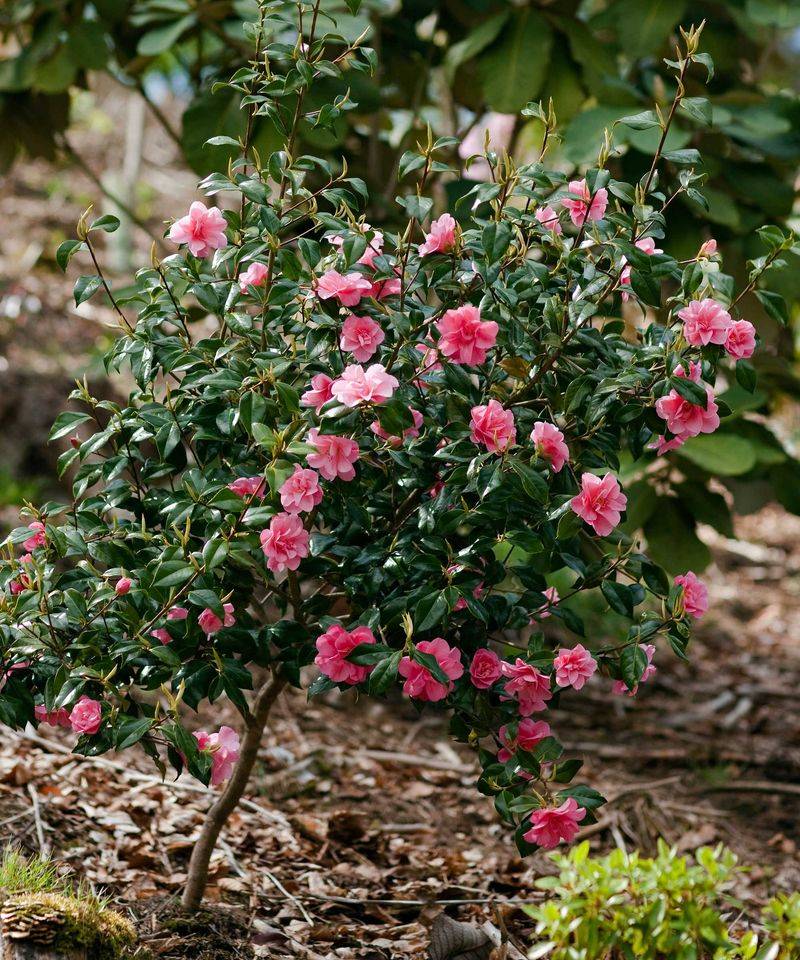 Prune after flowering and plan for mature size