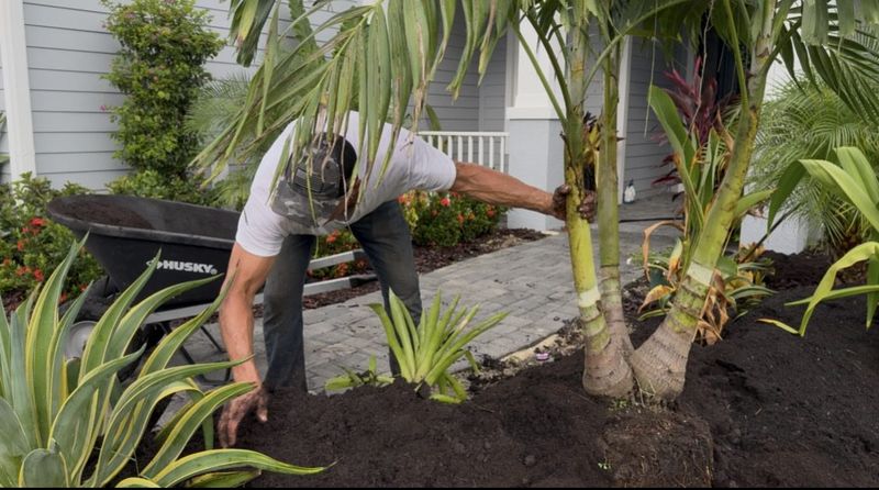 Establish the palm carefully in Florida’s sandy soil Establish the palm carefully in Florida’s sandy soil