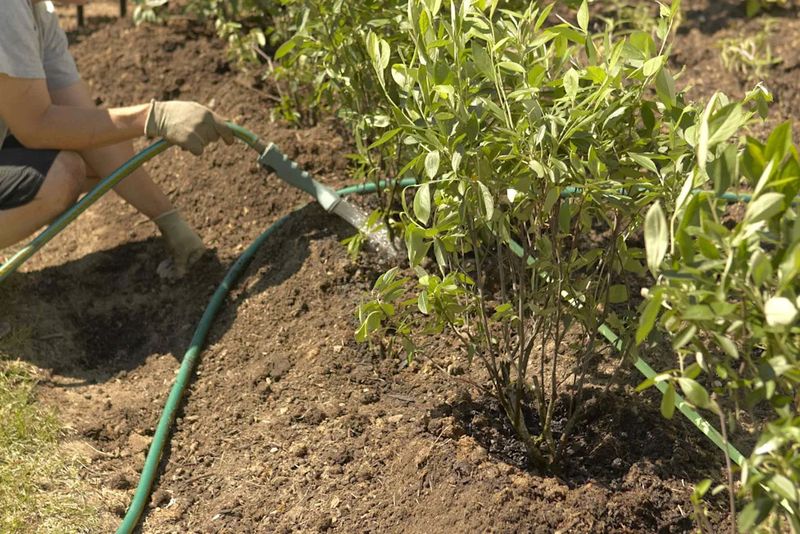 Established plants handle drought, but new ones need water Established plants handle drought, but new ones need water