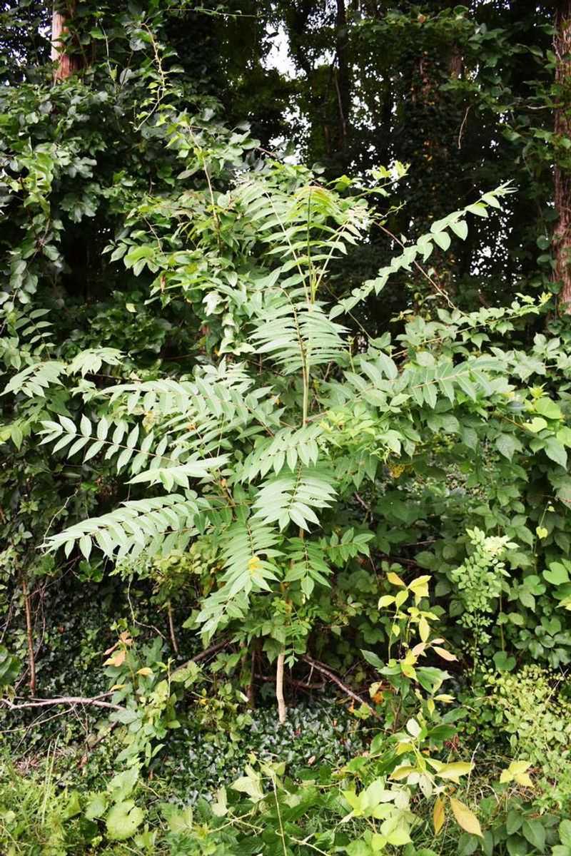 Established trees need a management plan, not a quick cut