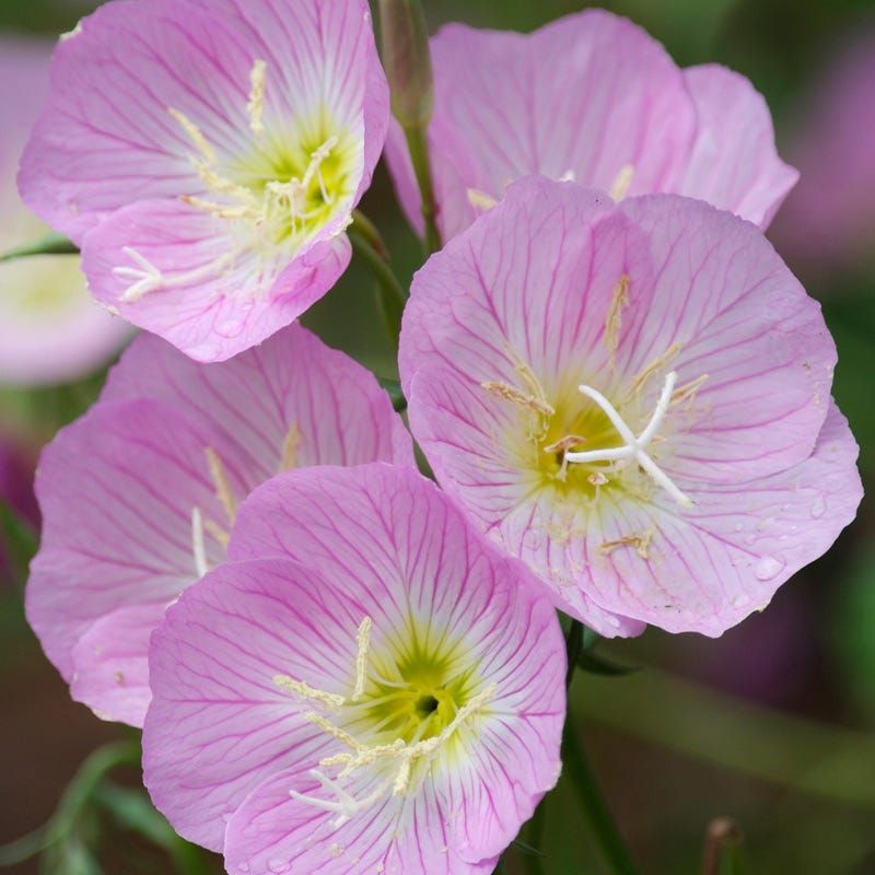 Evening Primrose (Oenothera species)