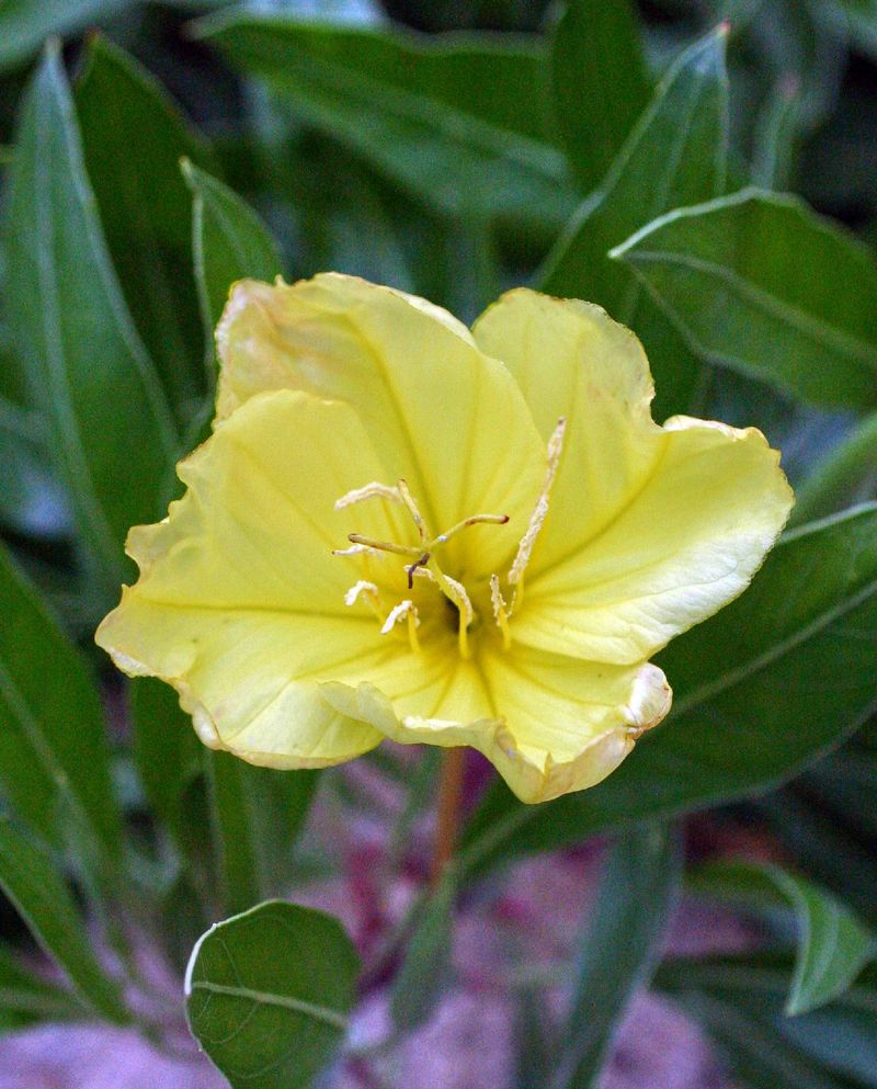 Evening Primrose (Oenothera) Evening Primrose (Oenothera)