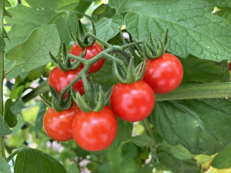 Everglades Tomato