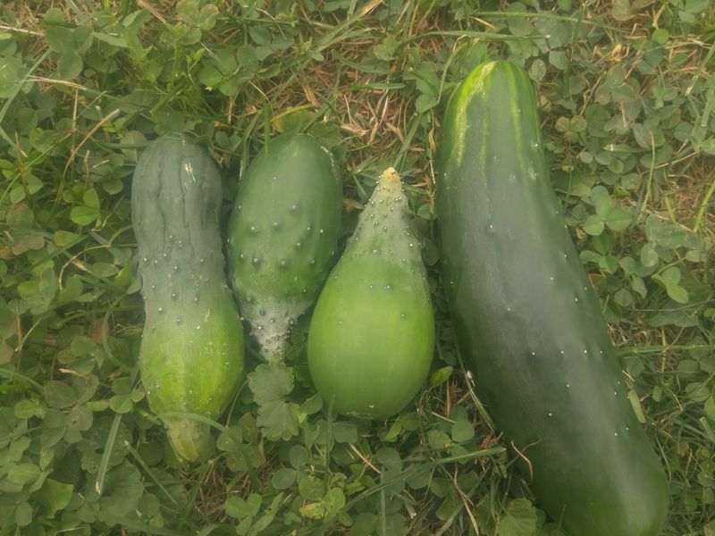 Existing malformed fruit will not straighten