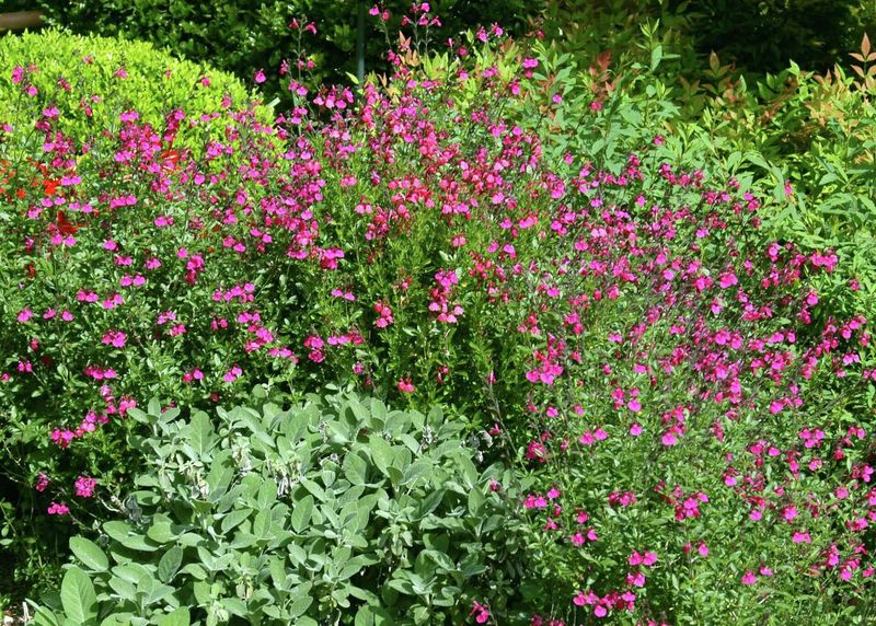Expect Possible Rebloom, Not a Guaranteed Second Flush