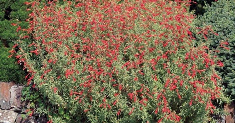 Expect a Texas Shrub with Seasonal Limits