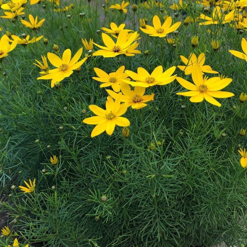 Expect a long bloom season, not a nonstop floral guarantee