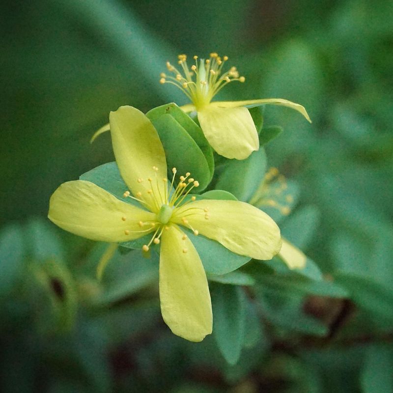 Expect a long summer bloom, not nonstop flowers