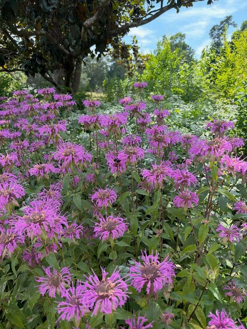 Expect a long summer display, not continuous bloom