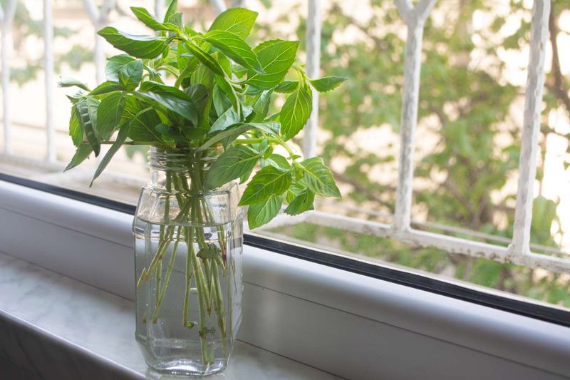 Expect a longer harvest, not a permanent basil plant Expect a longer harvest, not a permanent basil plant