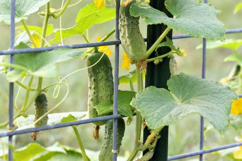 Expect better later fruit, not a repaired cucumber Expect better later fruit, not a repaired cucumber