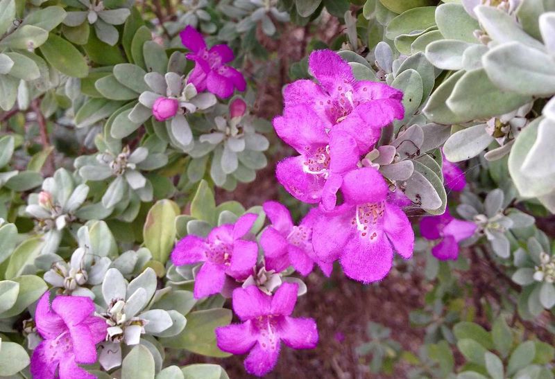 Expect fragrance in rain-associated bloom bursts Expect fragrance in rain-associated bloom bursts