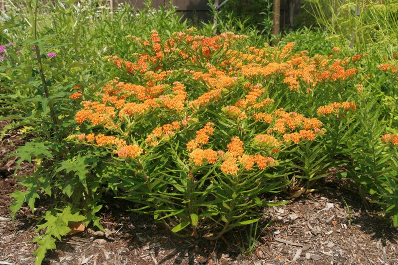 Expect late emergence and gradual establishment