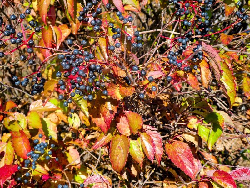 Expect possible orange-to-red foliage, not guaranteed fiery color