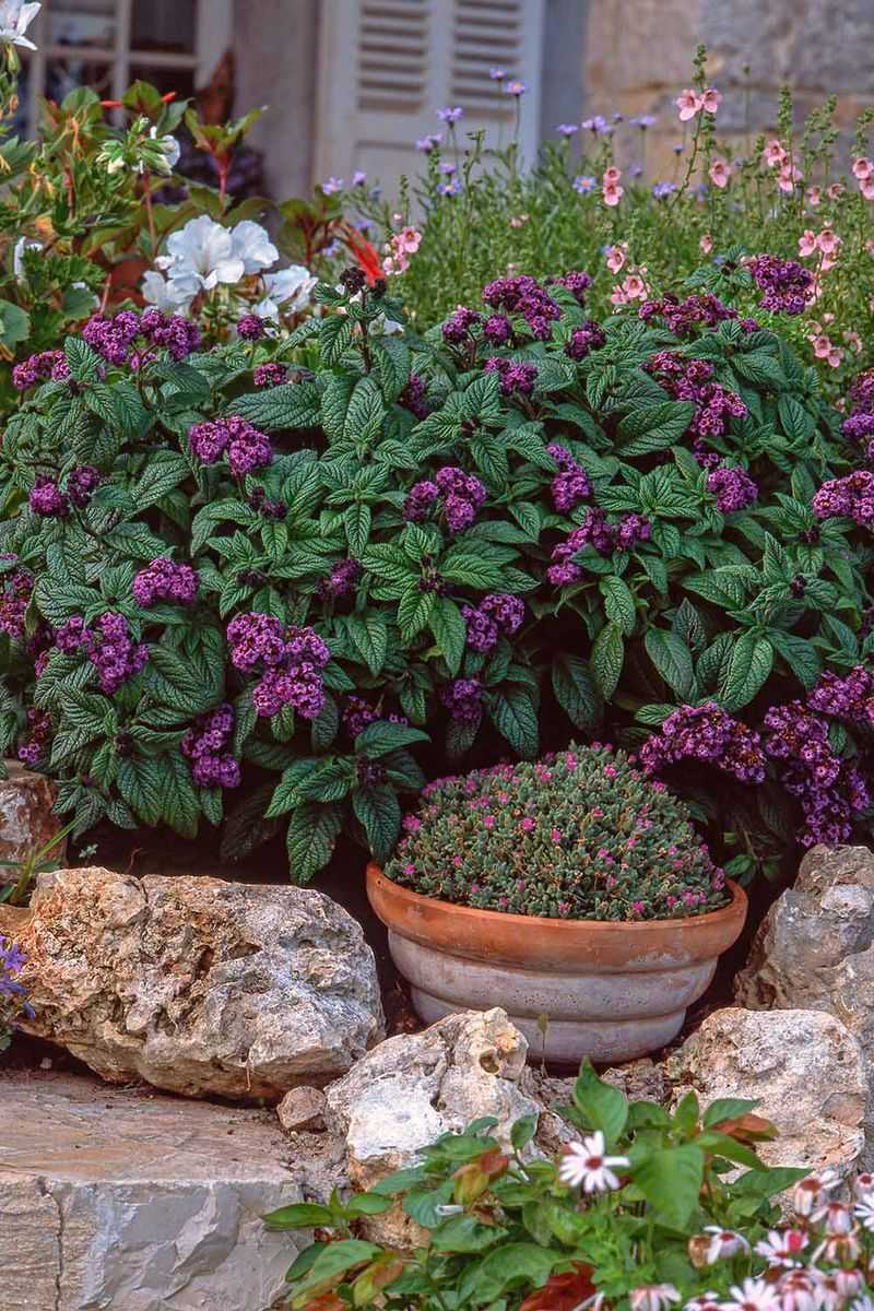 Enjoy the fragrance without treating heliotrope as food