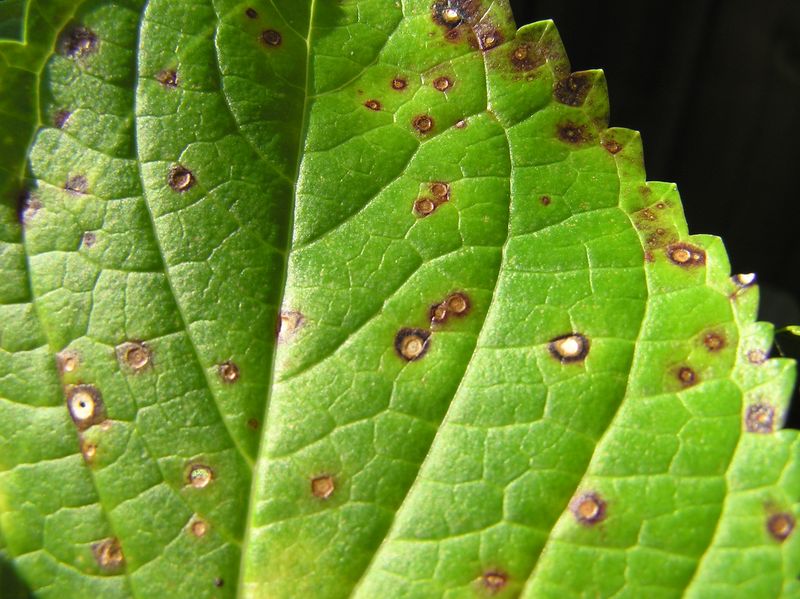 Look for Problems That Mimic Heat Stress