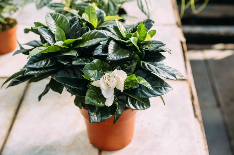 Extreme heat changes the goal from more blooms to a healthier plant