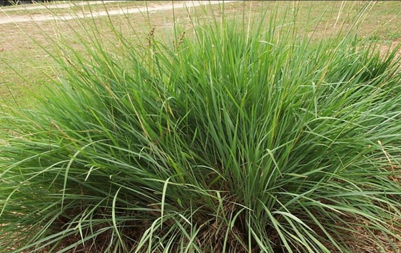 Fakahatchee Grass Fakahatchee Grass