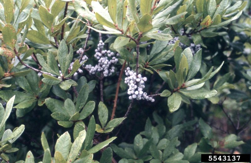 Wax Myrtle (Morella cerifera)