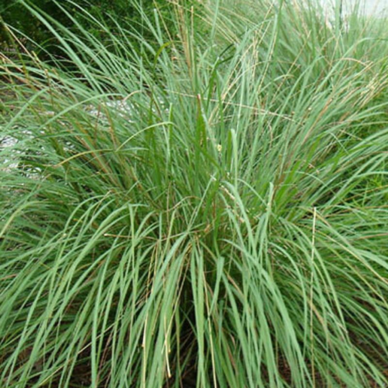 Fakahatchee Grass