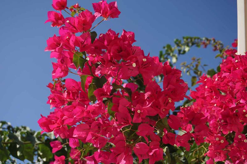 Fast Drainage Matters More Than a Dry-Planting Trick