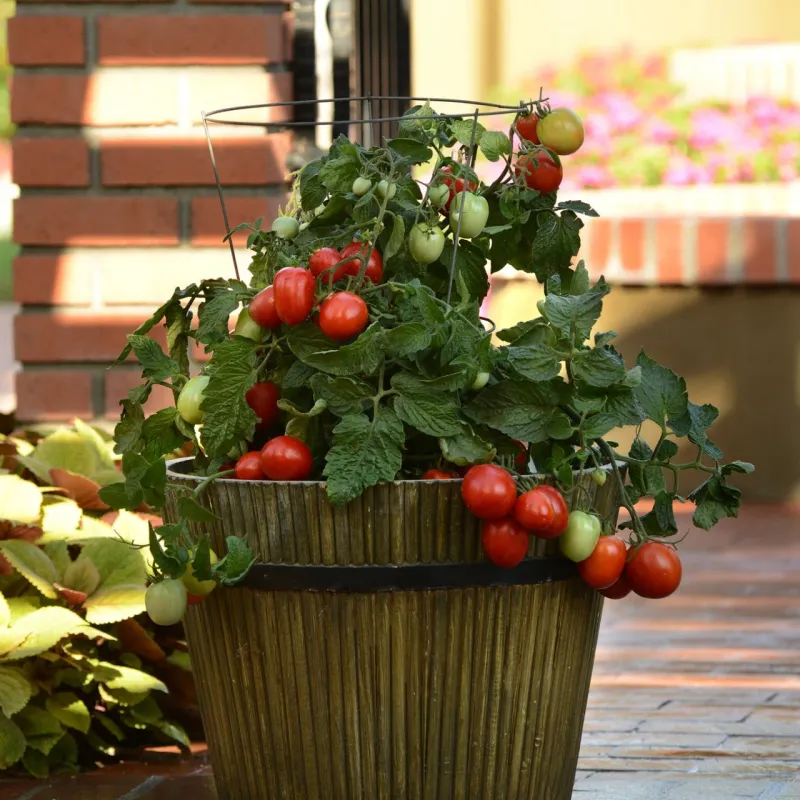 Feed Container Tomatoes More Often