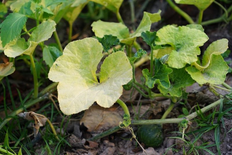 Feed Extra Nitrogen When Leaves Turn Pale Feed Extra Nitrogen When Leaves Turn Pale