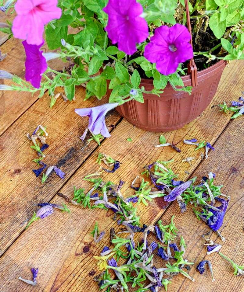 Target Blind Shoots That Never Bloom