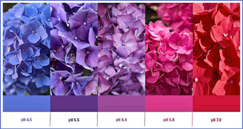 Test and Adjust Your Soil pH