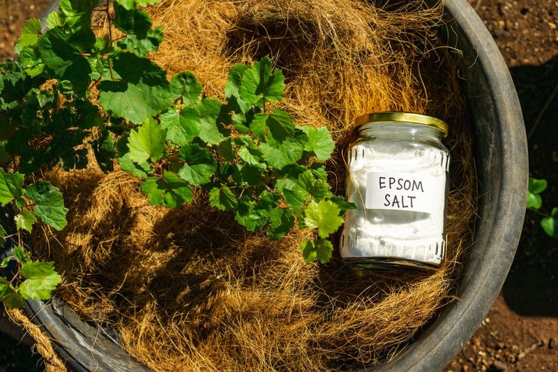 Add Epsom Salt for Deeper Green Leaves