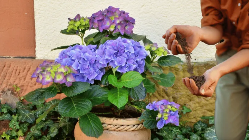 Feed With a Bloom-Boosting Fertilizer Feed With a Bloom-Boosting Fertilizer