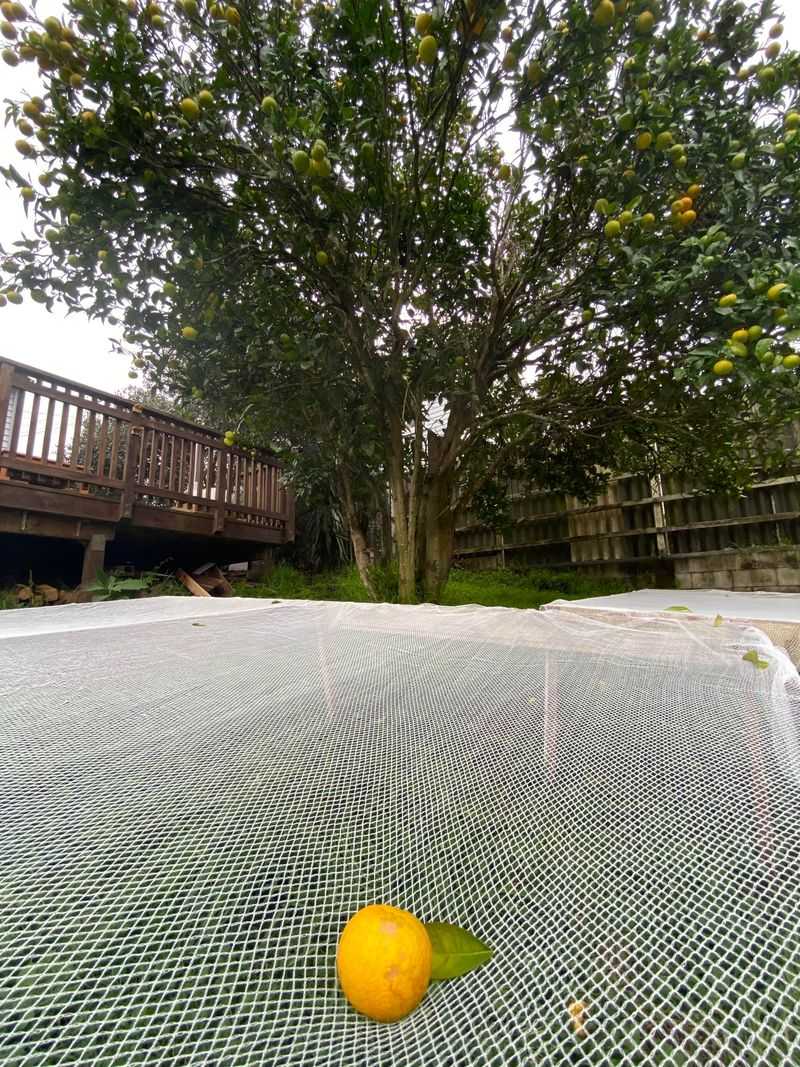 Pick Up Fallen Fruit and Fill In Hiding Spots