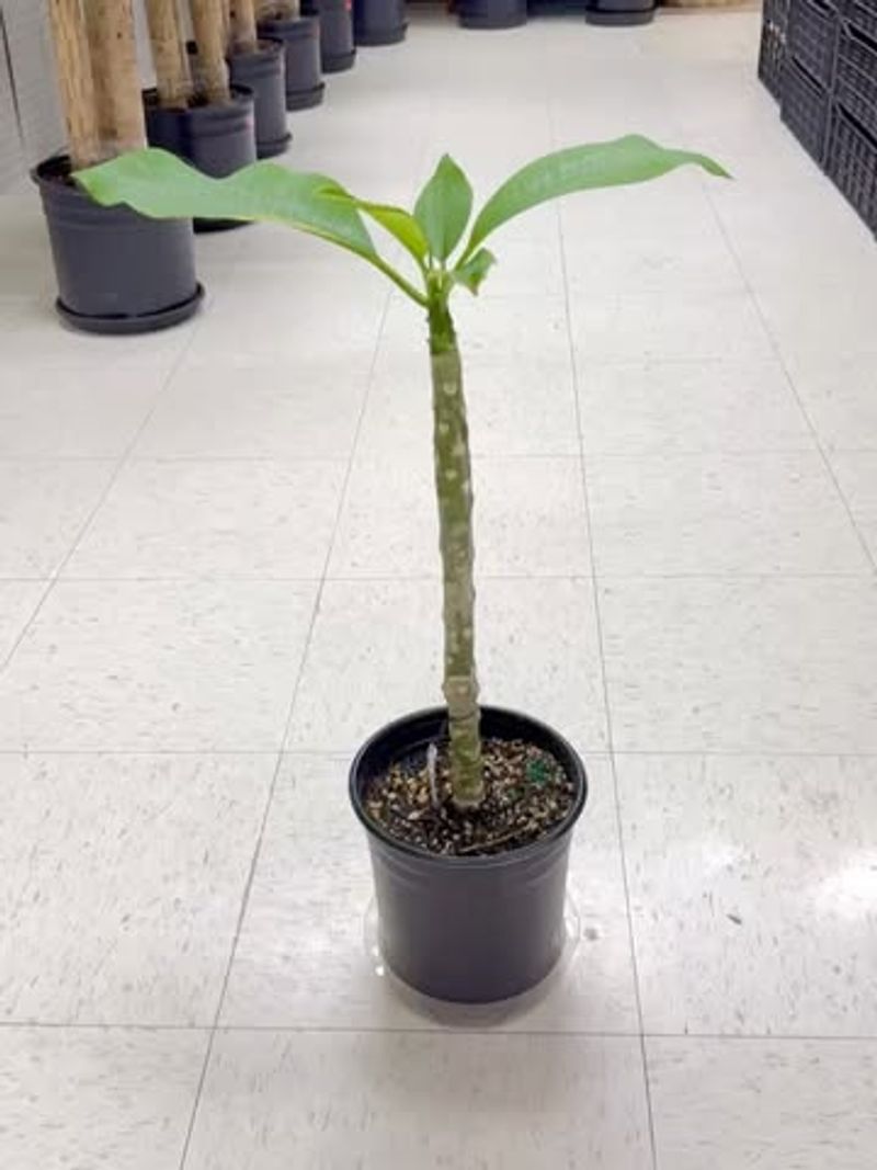 Feed active growth without promising flowers Feed active growth without promising flowers