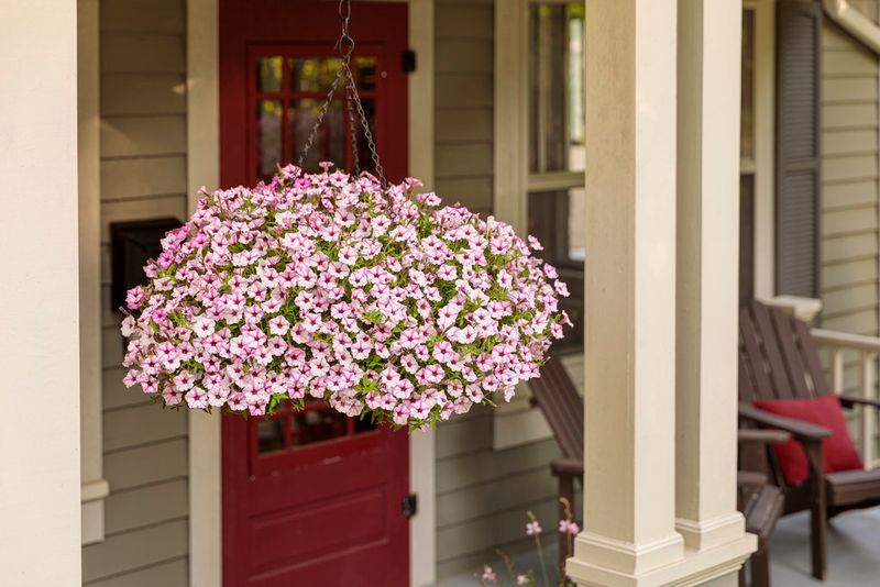 Your Wilt-Proof Petunia Game Plan