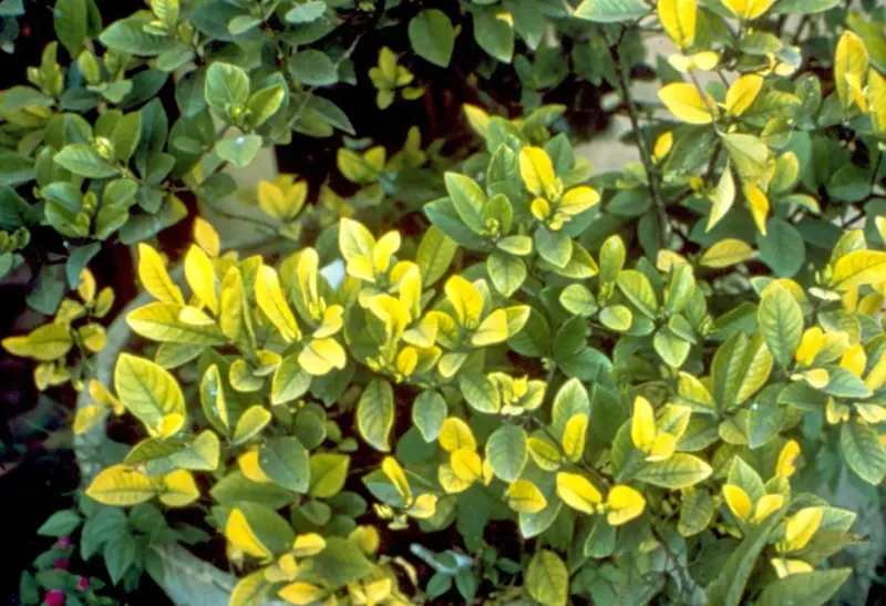 Feed carefully and investigate yellow leaves before treating Feed carefully and investigate yellow leaves before treating