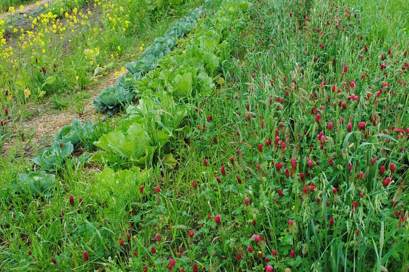 Feed the Soil With Cover Crop Leftovers Feed the Soil With Cover Crop Leftovers