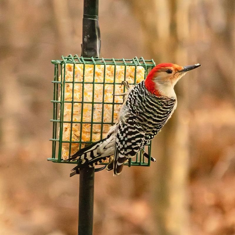 Feeders Can Explain the Visits—and Create New Responsibilities Feeders Can Explain the Visits—and Create New Responsibilities
