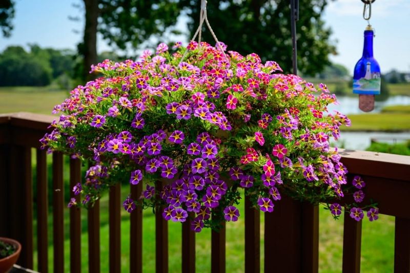 Does Your Basket Get Enough Sun?