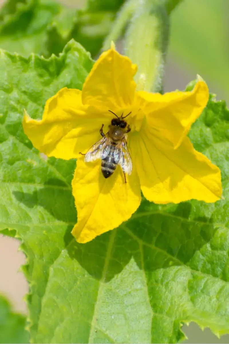 Female flowers can fail when pollination falls short Female flowers can fail when pollination falls short