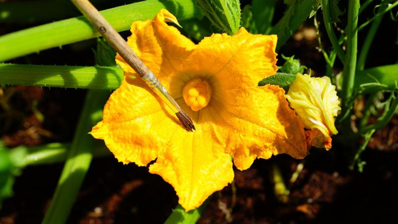Female flowers make pollination the next checkpoint
