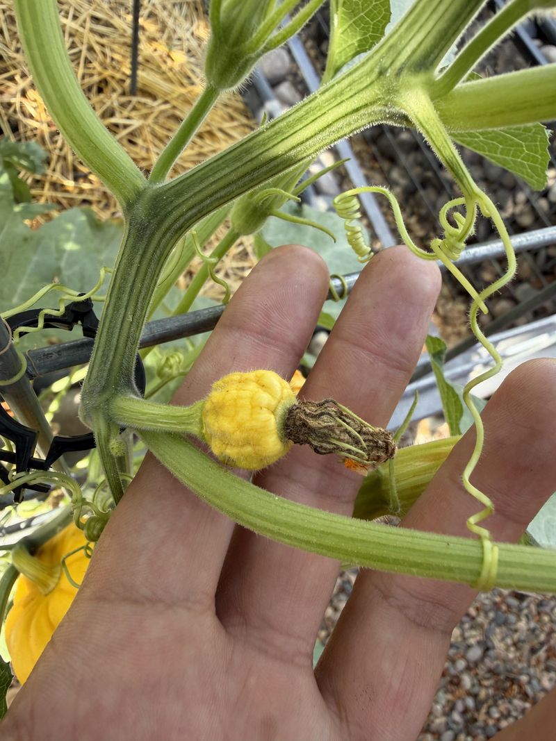 Female flowers that shrivel narrow the diagnosis