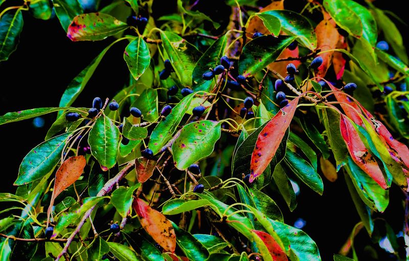 Female trees can provide fruit from late summer into fall Female trees can provide fruit from late summer into fall