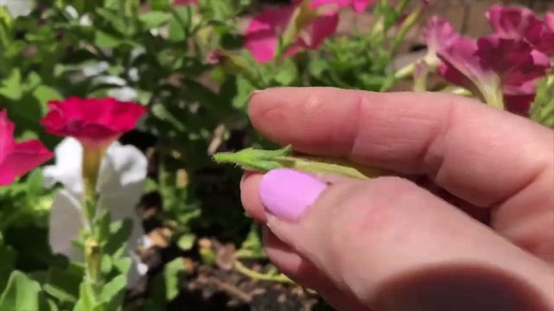 The Mistake Is Snapping Off Only the Petals