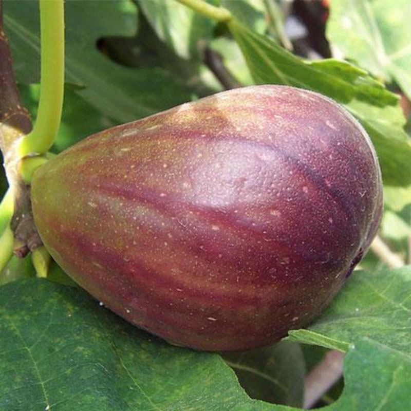 Figs Figs