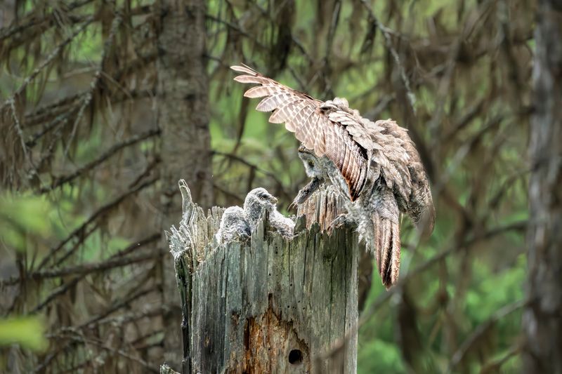 Fire safety and nest protection set limits on wildlife habitat